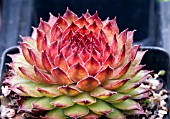 SEMPERVIVUM REGINALD MALBY,  HOUSE LEEK