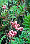 SORBUS REDUCTA,  DWARF CHINESE MOUNTAIN ASH