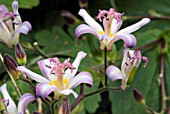 TRICYRTIS TOJEN,  TOAD LILY