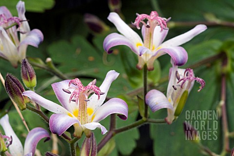 TRICYRTIS_TOJEN__TOAD_LILY