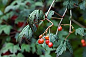 VIBURNUM KANSUENSE