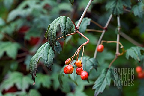 VIBURNUM_KANSUENSE
