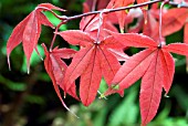 ACER PALMATUM OSAKAZUKI,  JAPANESE MAPLE