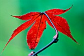 ACER PALMATUM OSAKAZUKI,  JAPANESE MAPLE