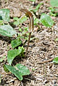 ARISARUM VULGARE,  FRIARS COWL,  CRETE,  OCTOBER