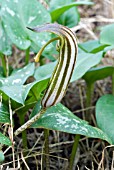 ARISARUM VULGARE,  FRIARS COWL