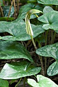 ARISARUM VULGARE,  FRIARS COWL