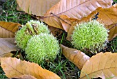 CASTANEA SATIVA,  SPANISH CHESTNUT,  SWEET CHESTNUT