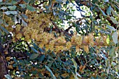 CERATONIA SILIQUA,  CAROB,  LOCUST TREE,  ST JOHNS BREAD