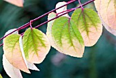 CERCIDIPHYLLUM JAPONICUM,  KATSURA TREE