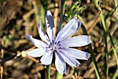 CICHORIUM INTYBUS,  CHICORY