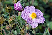 CISTUS CRETICUS SUBSP INCANUS,  ROCK ROSE