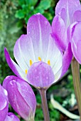 COLCHICUM SPECIOSUM HUXLEY,  AUTUMN CROCUS,  NAKED LADIES