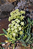 CRITHMUM MARITIMUM,  ROCK SAMPHIRE