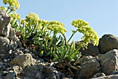 CRITHMUM MARITIMUM,  ROCK SAMPHIRE