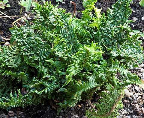 DRYOPTERIS_AFFINIS_CRISPA_CONGESTA__FERN