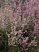 ERICA MANIPULIFLORA,  AUTUMN HEATHER,  WHORLED HEATH