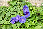 IPOMOEA INDICA,  MORNING GLORY