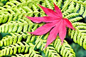 MAPLE LEAF ON FERN