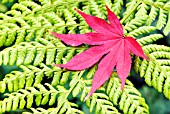 MAPLE LEAF ON FERN