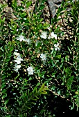 MYRTUS COMMUNIS,  COMMON MYRTLE,  TRUE MYRTLE