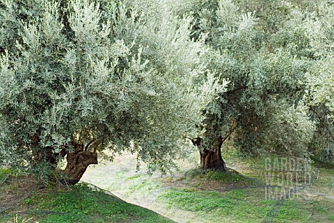 OLEA_EUROPAEA__OLIVE_TREE__WITH_COLLECTING_NETS_FOR_OLIVES