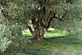 OLEA EUROPAEA,  OLIVE TREE,  CRETE ,  OCTOBER,  COLLECTING NETS FOR OLIVES