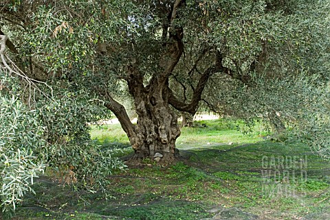 OLEA_EUROPAEA__OLIVE_TREE__CRETE___OCTOBER__COLLECTING_NETS_FOR_OLIVES