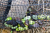 OLEA EUROPAEA,  OLIVES COLLECTED IN NET,  CRETE,  OCTOBER