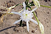 PANCRATIUM MARITIMUM,  SEA DAFFODIL