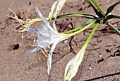 PANCRATIUM MARITIMUM,  SEA DAFFODIL