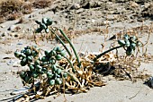 PANCRATIUM MARITIMUM,  SEA DAFFODIL