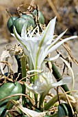 PANCRATIUM MARITIMUM,  SEA DAFFODIL