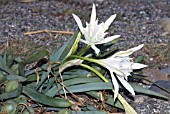 PANCRATIUM MARITIMUM,  SEA DAFFODIL