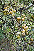 PYRUS SPINOSA,  MEDITERRANEAN WILD PEAR