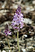 SCILLA AUTUMNALIS,  AUTUMN SQUILL