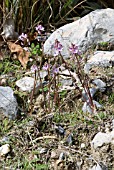 SCILLA AUTUMNALIS,  AUTUMN SQUILL,  CRETE,  OCTOBER