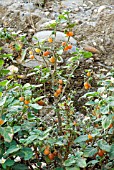 SOLANUM VILLOSUM,  HAIRY NIGHTSHADE,  CRETE