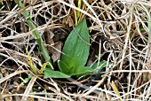 SPIRANTHES SPIRALIS,  AUTUMN LADYS TRESSES