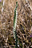 SPIRANTHES SPIRALIS,  AUTUMN LADYS TRESSES