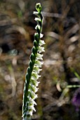 SPIRANTHES SPIRALIS,  AUTUMN LADYS TRESSES