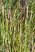 TYPHA DOMINGENSIS,  REEDMACE,  CATS TAIL,  BULRUSH