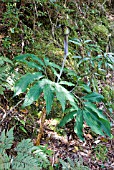 ARISAEMA SERRATUM SUBSP YAKUSIMENSE