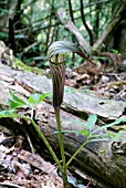 ARISAEMA SERRATUM SUBSP YAKUSIMENSE