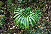 ARISAEMA THUNBERGII,  YAKUSHIMA,  JAPAN