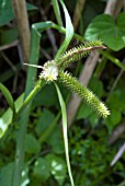 CAREX JAPONICA VAR CHLOROSTACHYS,  KAGOSHIMA,  JAPAN