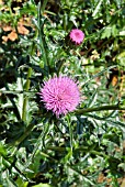 CIRSIUM SUFFULTUM,  JAPANESE PLUMED THISTLE