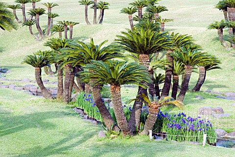 CYCAS_REVOLUTA__YOSHINO_PARK__KAGOSHIMA__JAPAN__JAPANESE_SAGO_PALM_WITH_IRIS_ENSATA