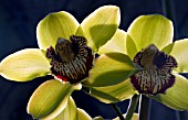 CYMBIDIUM FORT WILLIAM