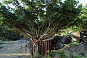 FICUS MICROCARPA,  CURTAIN FIG,  MALAY BANYAN